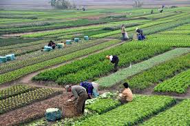 agriculture是什么意思