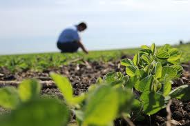 agronomy是什么意思
