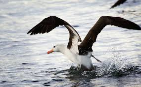 albatross是什么意思
