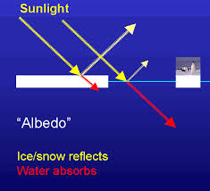 albedo是什么意思