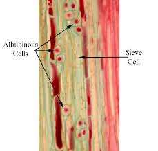 albuminous是什么意思