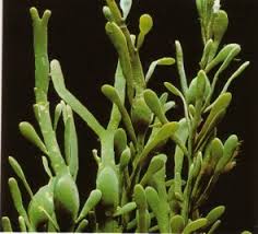 alga是什么意思