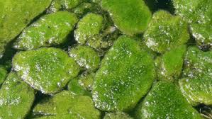 algae是什么意思