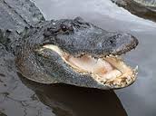alligator是什么意思
