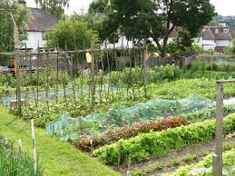 allotment是什么意思