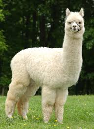 alpaca是什么意思