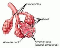 alveolar是什么意思