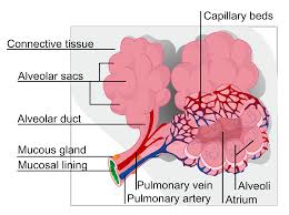alveolus是什么意思