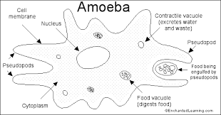 amoeba是什么意思
