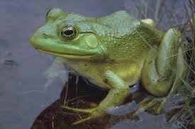 amphibian是什么意思