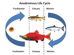 anadromous是什么意思