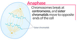 anaphase是什么意思