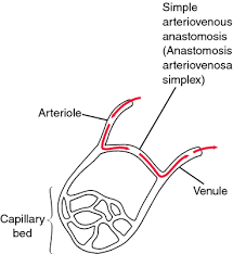 anastomosis是什么意思