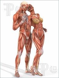 anatomic是什么意思