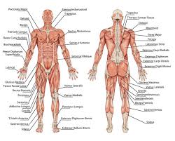 anatomical是什么意思