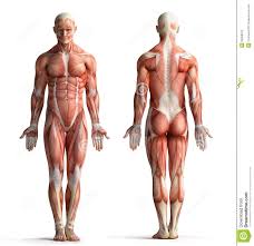 anatomy是什么意思