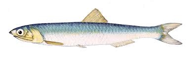 anchovy是什么意思