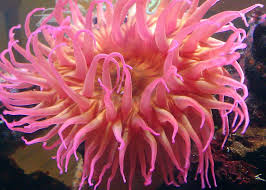 anemone是什么意思