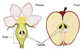 angiosperm是什么意思