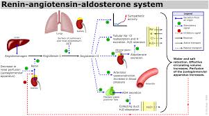angiotensin是什么意思