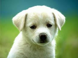 animal是什么意思
