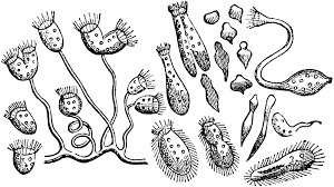 animalcule是什么意思