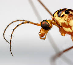 antennae是什么意思