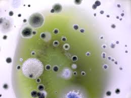 antibacterial是什么意思