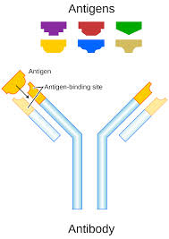 antigen是什么意思