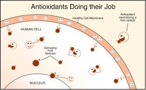 antioxidant是什么意思