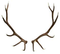 antler是什么意思