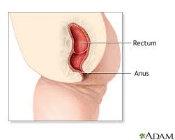 anus是什么意思