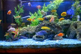 aquarium是什么意思