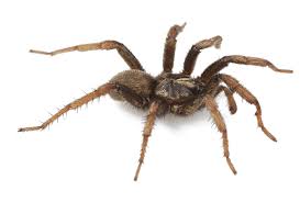 arachnid是什么意思