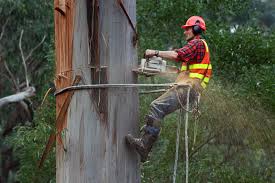 arborist是什么意思
