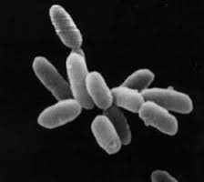 archaebacteria是什么意思