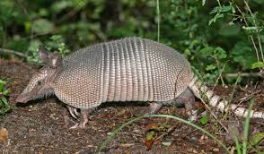 armadillo是什么意思