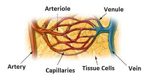 arteriole是什么意思