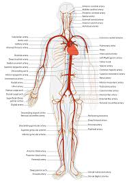 artery是什么意思
