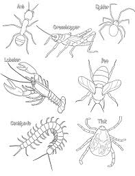 arthropod是什么意思