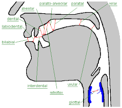 articulation是什么意思