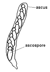 ascus是什么意思