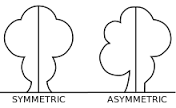 asymmetrical是什么意思