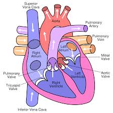 atrial是什么意思