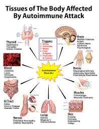 autoimmune是什么意思