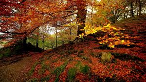 autumnal是什么意思