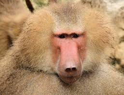 baboon是什么意思