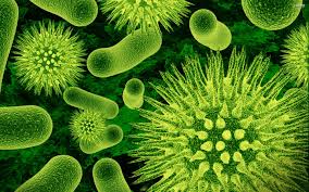 bacteria是什么意思