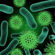 bacterial是什么意思