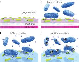 bactericidal是什么意思